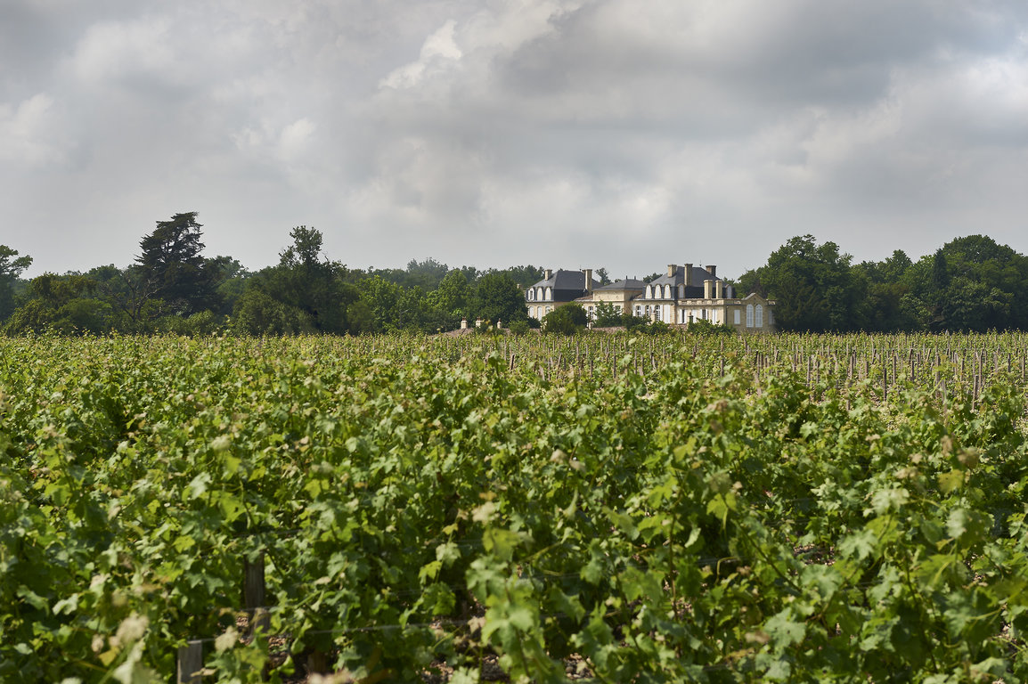 Vignes Saint-Julien Léoville Barton ©Furax